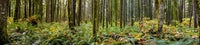 Panorama of Rainforest in British Columbia Fine Art Print by The Nature Collection