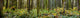 Panorama of Rainforest in British Columbia Fine Art Print by The Nature Collection
