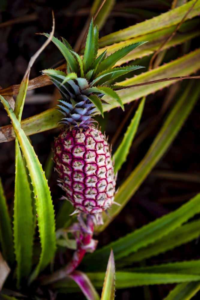 Pineapple Plant Fine Art Print by The Nature Collection