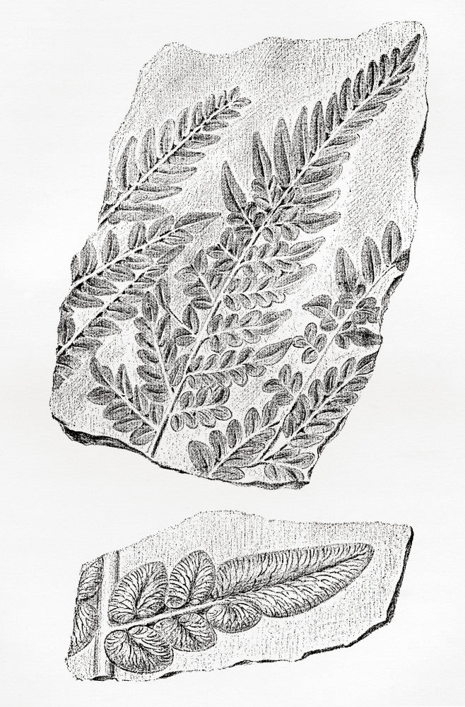 Fern Fossils in Coal Fine Art Print by Hilary Jane Morgan