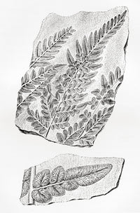 Fern Fossils in Coal Fine Art Print by Hilary Jane Morgan