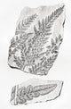 Fern Fossils in Coal Fine Art Print by Hilary Jane Morgan