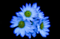 Korean Chrysanthemums Fine Art Print by F. M. Kearney