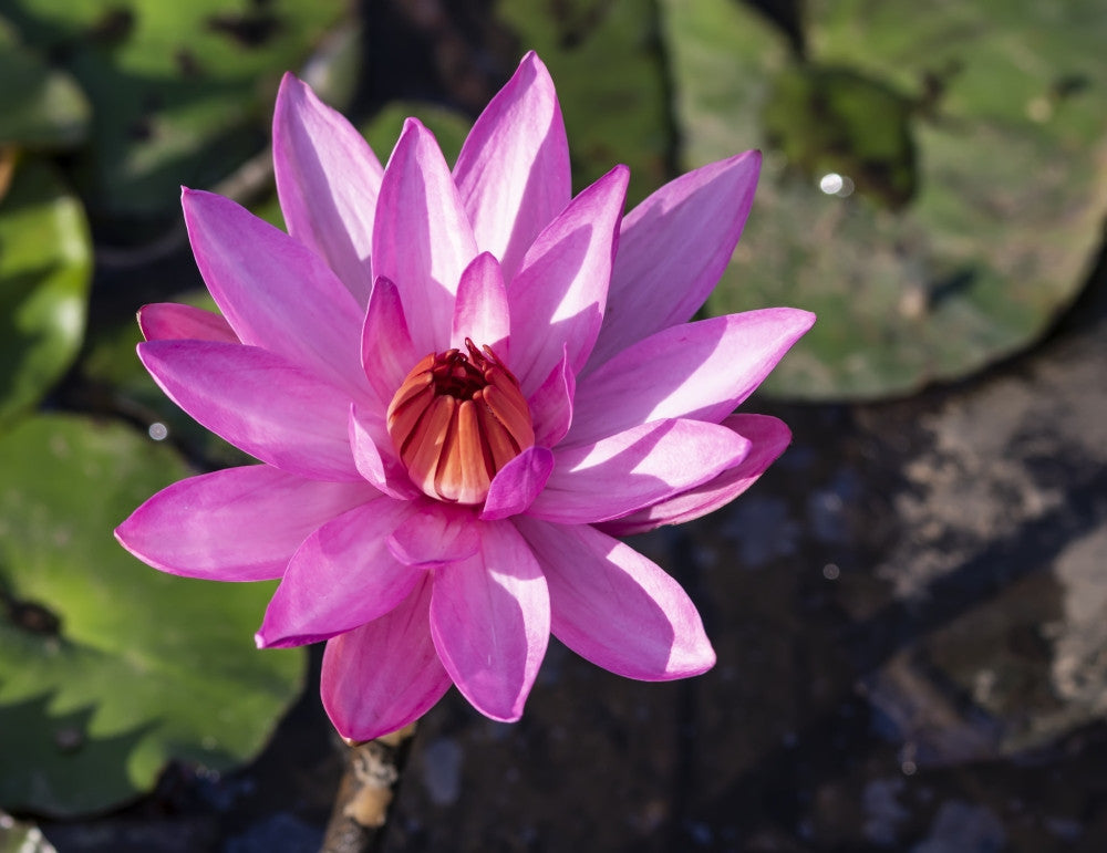 Pink Water Lily in Bloom Fine Art Print by Peter Langer