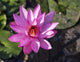 Pink Water Lily in Bloom Fine Art Print by Peter Langer