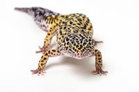 Common Leopard Gecko Fine Art Print by Leah Bignell - Studio