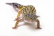 Common Leopard Gecko Fine Art Print by Leah Bignell - Studio