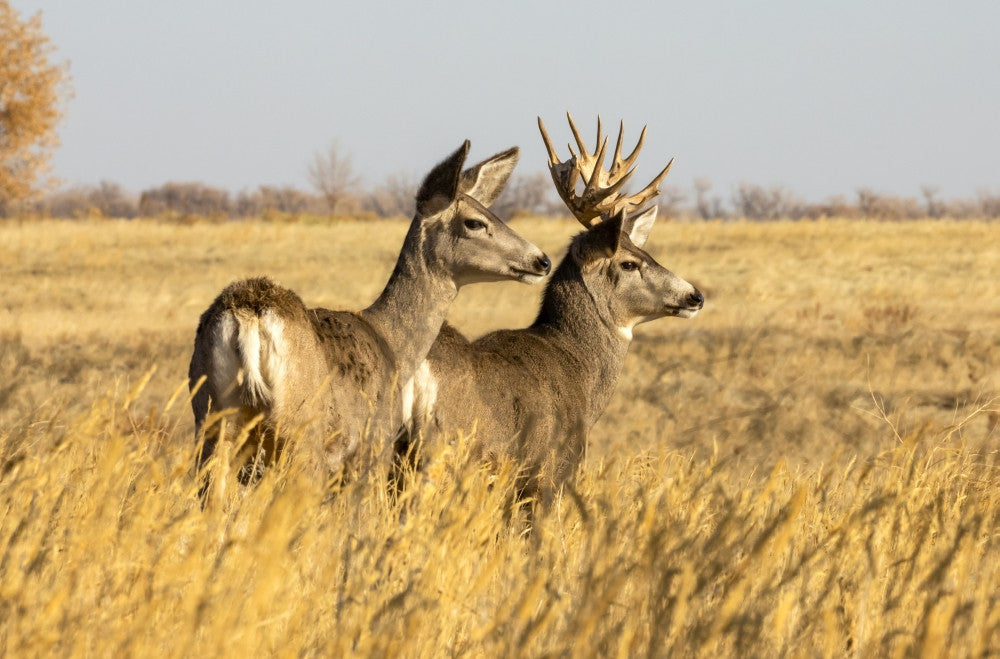 Mule Deer Buck and Doe Fine Art Print by Vic Schendel - Steamboat Springs
