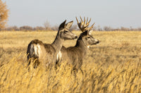 Mule Deer Buck and Doe Fine Art Print by Vic Schendel - Steamboat Springs