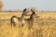 Mule Deer Buck and Doe Fine Art Print by Vic Schendel - Steamboat Springs
