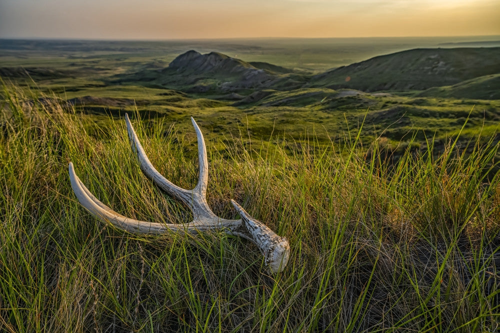 Old Deer Antler at Dusk in Grasslands National Park Fine Art Print by Robert Postma