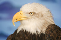 http://c328301.r1.cf1.rackcdn.com/DPI1767620.jpg