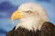 http://c328301.r1.cf1.rackcdn.com/DPI1767620.jpg