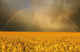http://c328301.r1.cf1.rackcdn.com/DPI1778065LARGE.jpg