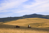 http://c328301.r1.cf1.rackcdn.com/DPI1778398LARGE.jpg