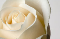 http://c328301.r1.cf1.rackcdn.com/DPI1783394.jpg