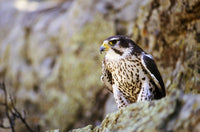 http://c328301.r1.cf1.rackcdn.com/DPI1787247LARGE.jpg