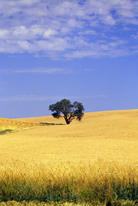 http://c328301.r1.cf1.rackcdn.com/DPI1792537LARGE.jpg