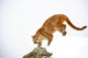 http://c328301.r1.cf1.rackcdn.com/DPI1793395.jpg