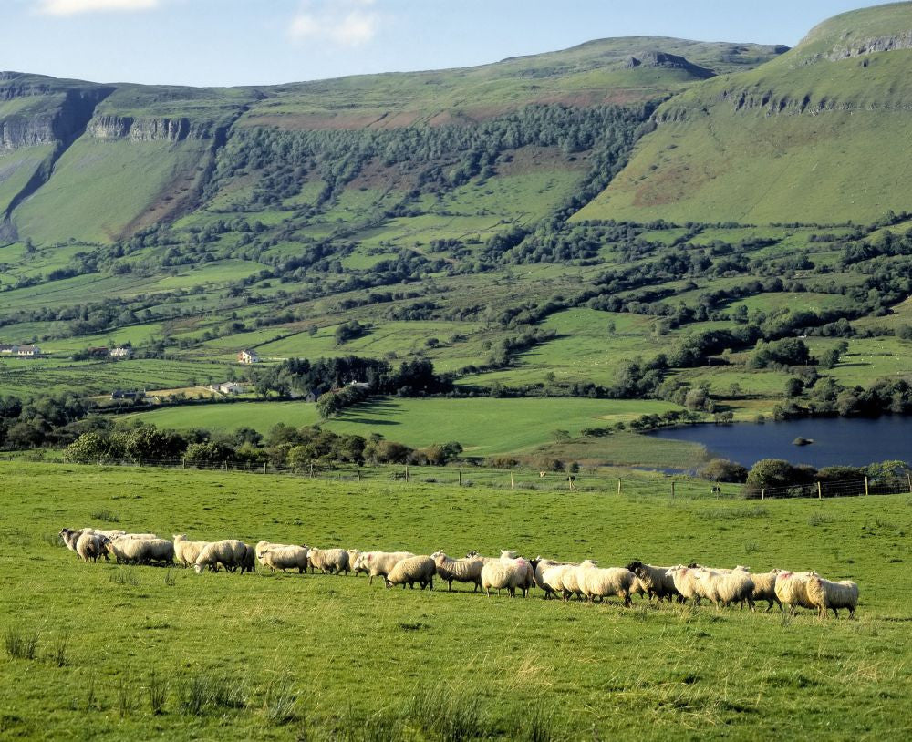 Sheep at Ben Bulben, County Sligo, Ireland Photo Print by The Irish Image Collection