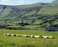 Sheep at Ben Bulben, County Sligo, Ireland Photo Print by The Irish Image Collection