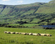 Sheep at Ben Bulben, County Sligo, Ireland Photo Print by The Irish Image Collection