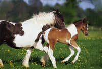 http://c328301.r1.cf1.rackcdn.com/DPI1807304LARGE.jpg