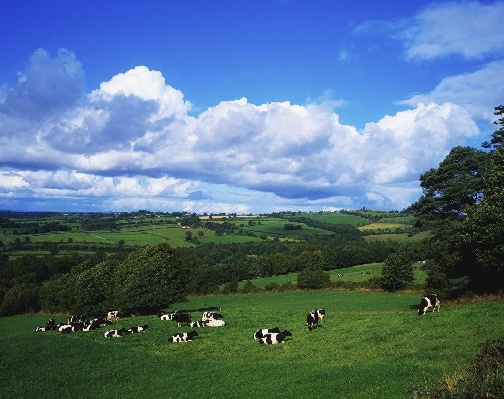 County Tipperary Dairy Cattle Fine Art Print by The Irish Image Collection