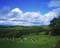 County Tipperary Dairy Cattle Fine Art Print by The Irish Image Collection