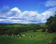 County Tipperary Dairy Cattle Fine Art Print by The Irish Image Collection