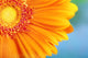 http://c328301.r1.cf1.rackcdn.com/DPI1826424.jpg