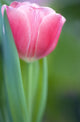 http://www.posterazzi.com/product_images/m/916/DPI1829955__79394.jpg