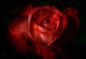 http://c328301.r1.cf1.rackcdn.com/DPI1832227.jpg