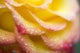 http://c328301.r1.cf1.rackcdn.com/DPI1835941.jpg