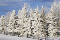http://c328301.r1.cf1.rackcdn.com/DPI1875364LARGE.jpg