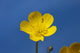 http://c328301.r1.cf1.rackcdn.com/DPI1878155.jpg