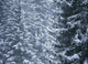http://c328301.r1.cf1.rackcdn.com/DPI1880576.jpg