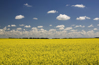 http://c328301.r1.cf1.rackcdn.com/DPI1882659LARGE.jpg
