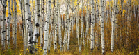 http://c328301.r1.cf1.rackcdn.com/DPI1973778LARGE.jpg