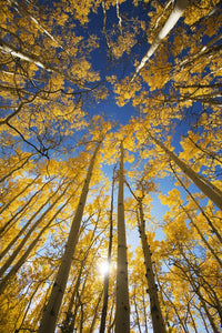 http://c328301.r1.cf1.rackcdn.com/DPI1973923LARGE.jpg