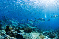 http://c328301.r1.cf1.rackcdn.com/DPI1974014LARGE.jpg
