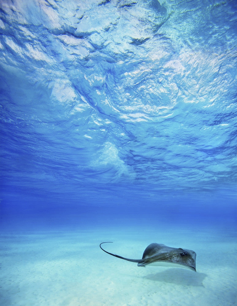 http://c328301.r1.cf1.rackcdn.com/DPI1975190LARGE.jpg