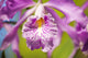 http://c328301.r1.cf1.rackcdn.com/DPI1975627.jpg
