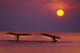 http://c328301.r1.cf1.rackcdn.com/DPI1989031.jpg