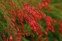 http://c328301.r1.cf1.rackcdn.com/DPI1991267LARGE.jpg