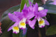 http://c328301.r1.cf1.rackcdn.com/DPI1991808.jpg
