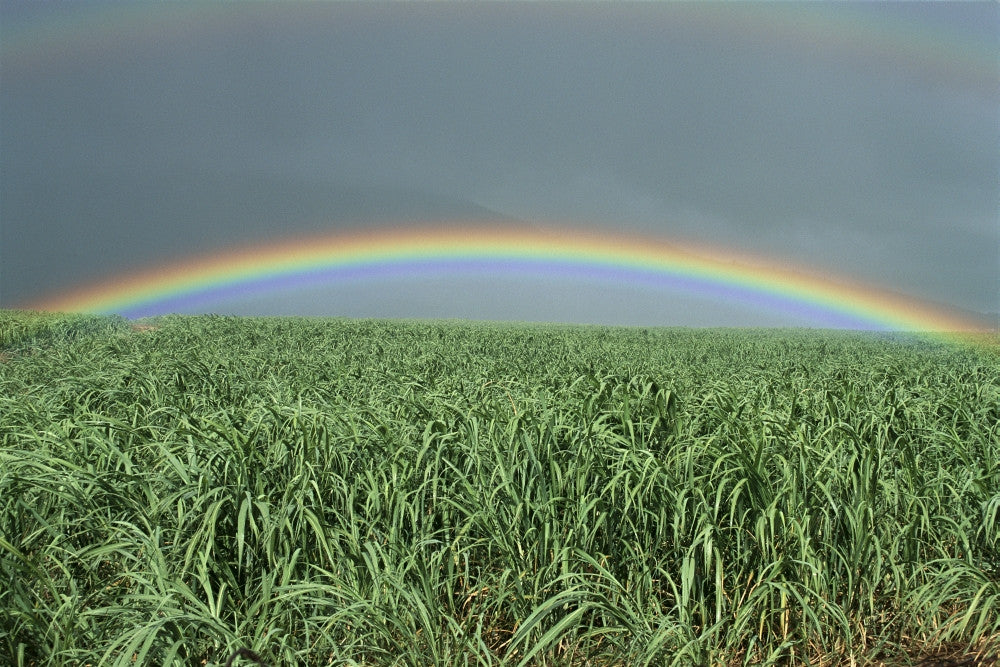 http://c328301.r1.cf1.rackcdn.com/DPI1999712LARGE.jpg