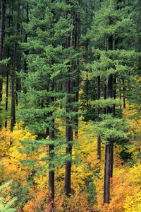 http://c328301.r1.cf1.rackcdn.com/DPI2002591LARGE.jpg