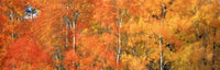 http://c328301.r1.cf1.rackcdn.com/DPI2023966LARGE.jpg