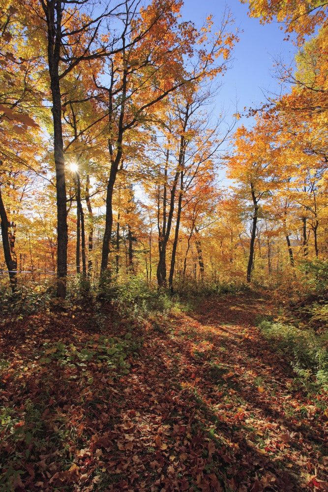 http://c328301.r1.cf1.rackcdn.com/DPI2054052LARGE.jpg